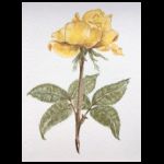 Yellow rose by Cherry Tricker